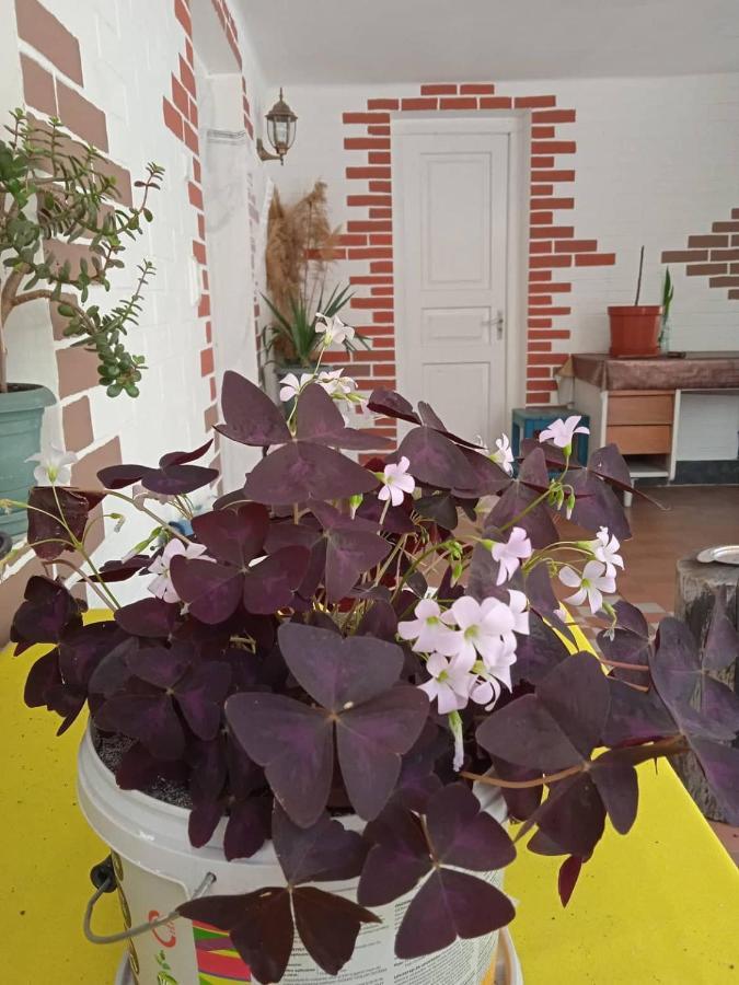 Guest House Meri Poppins Dedoplis Tskaro ภายนอก รูปภาพ